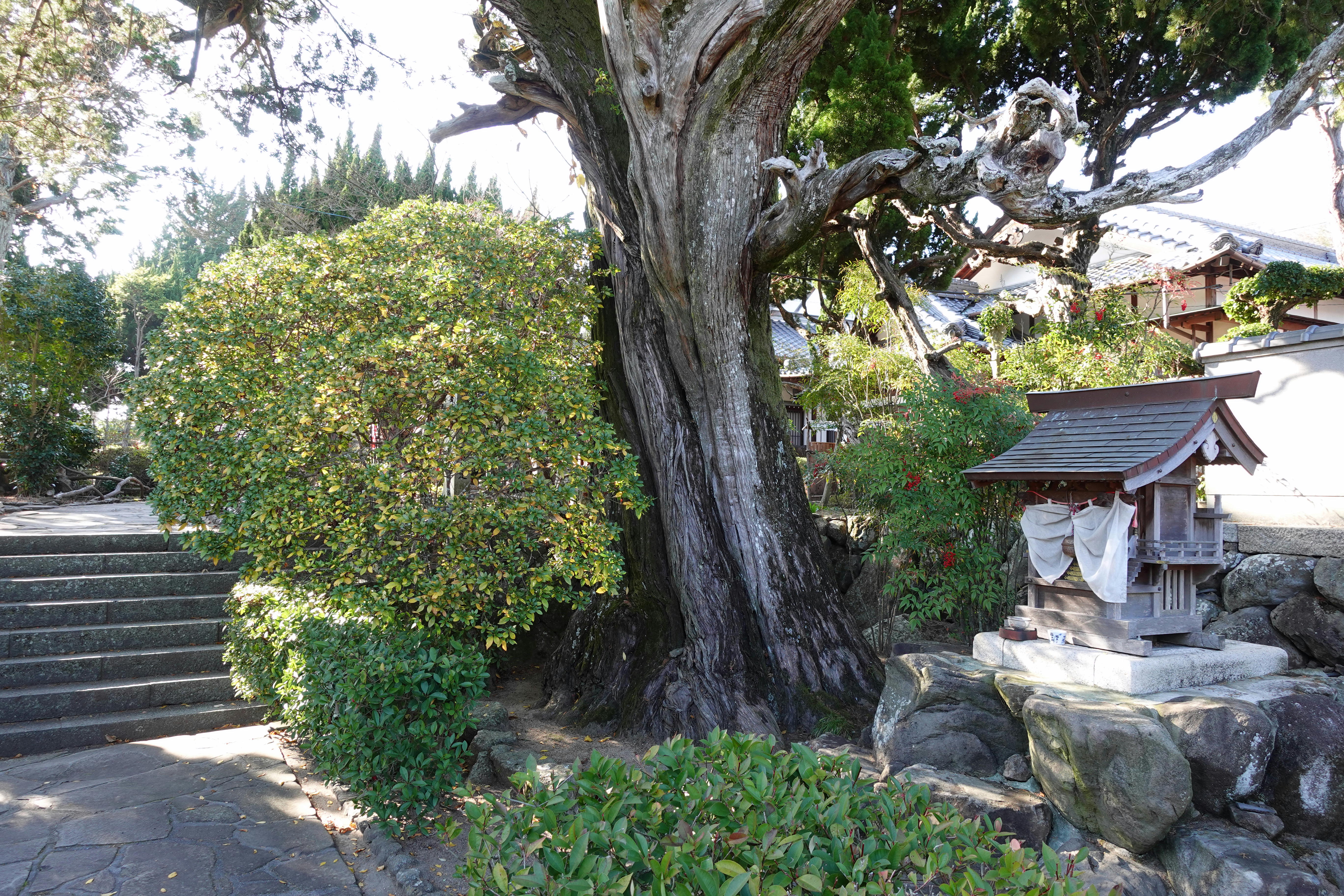 樹齢400年のシンパク